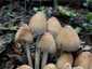 Kerti tintagomba (Coprinellus micaceus), Budai-hegység